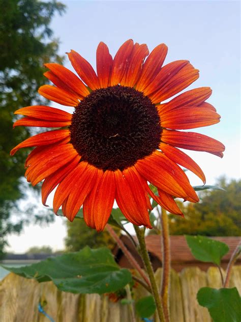 red sunflowers for garden